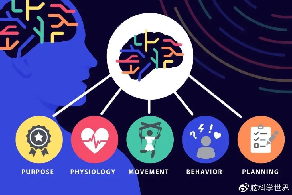 揭秘右脑新纪元，2025年11月8日右脑科学最新突破与影响重磅来袭