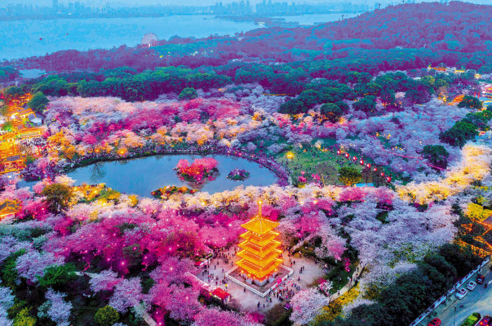 11月8日武汉东湖樱花园最新评测与介绍，一览秋日美景