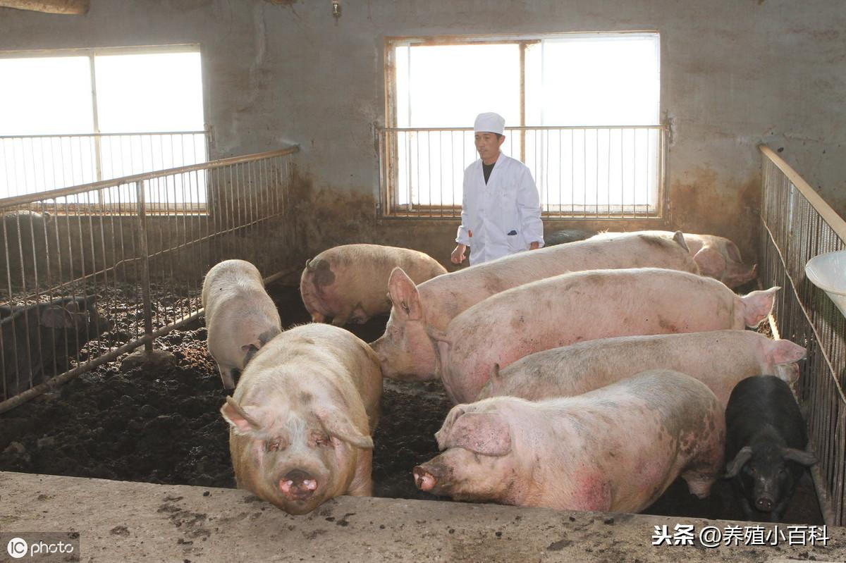 本月最新猪价背后的挑战与励志故事，把握变化，迎接挑战