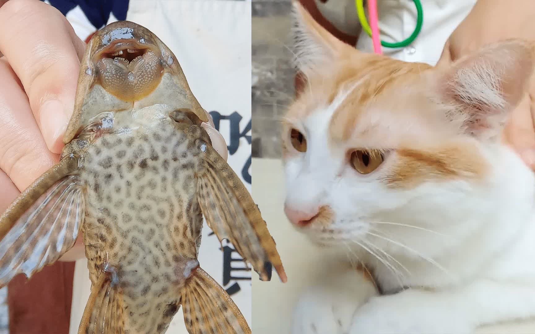 夜猫影视，探索自然美景之旅，最新下载版开启历史之夜！