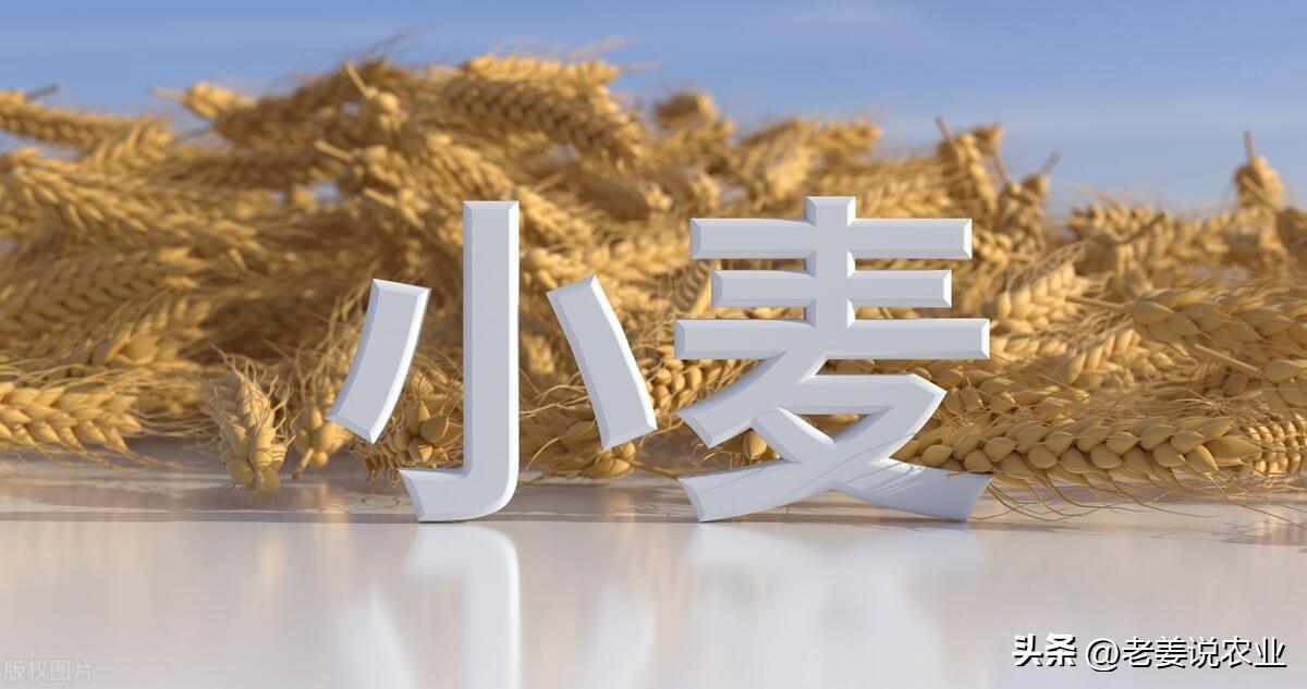河南小麦价格最新行情解读，洞悉市场动态，快速掌握本月小麦价格变化趋势