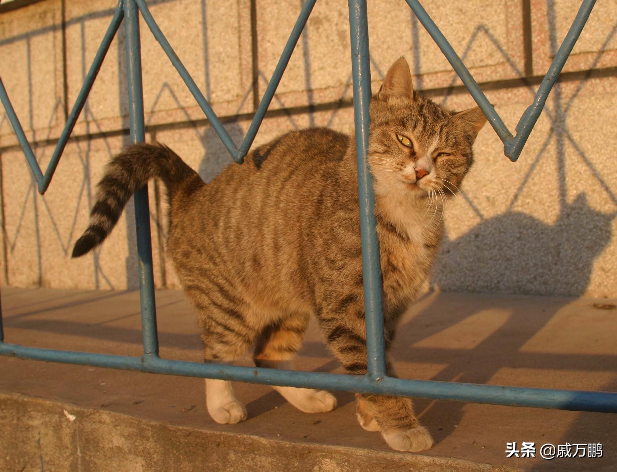 揭秘历史上的猫咪最新域址与重大事件，揭秘猫咪背后的秘密与影响——历史上的猫咪新域址揭秘日（11月12日）