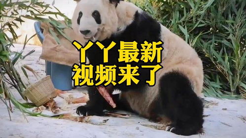丫丫大熊猫励志故事，自信萌芽与变化的力量