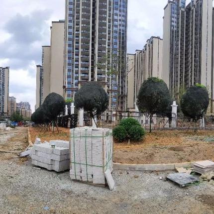 往年11月20日绵阳房产市场最新消息与动态概述