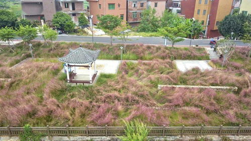 草社區最新地址入口,现状解读说明_网红版27.709