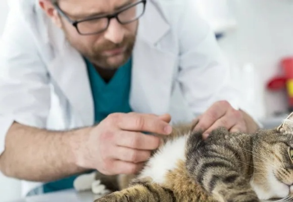 预防猫咪突发病，怎样预防猫廯 