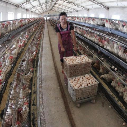 毛猪行情深度剖析，市场走势、影响因素及未来趋势
