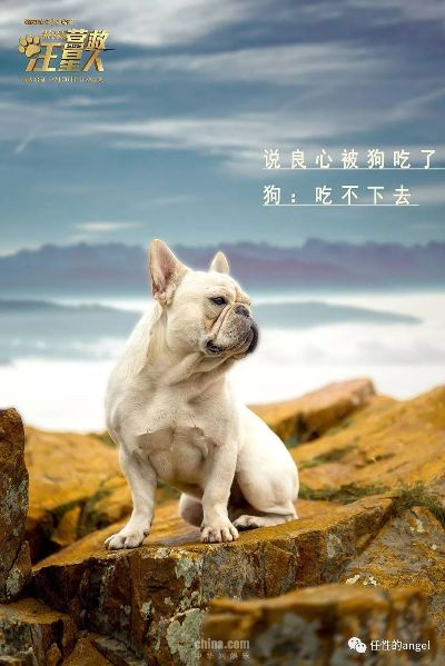 狗狗励志鸡汤语录与美图分享