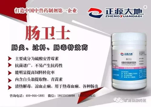 聊城毛鸡价格行情最新动态，8月17日深度分析