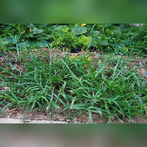 牛津草价格走势揭秘，市场趋势、影响因素与未来预测分析
