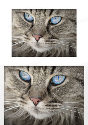 猫咪突发眼病，猫咪眼睛病变 