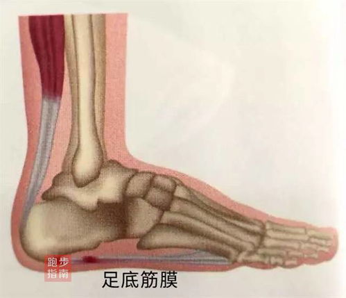 膝盖弯曲不断抖动，膝盖弯曲有震动感 