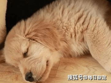 狗狗不断打嗝，狗狗老打嗝,是不是有啥病呀 